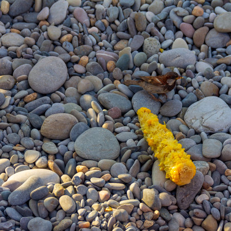 Sparrow bird and corn cob on pebbles on the sea beach