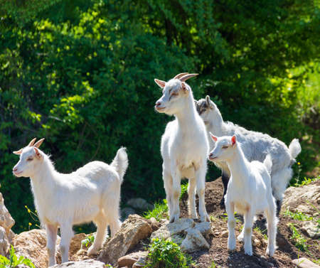a herd of young white goats graze on pastures on a Sunny spring dayの写真素材