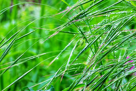 green grass in raindrops on spring or summer morningの写真素材