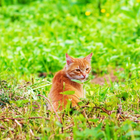ginger cat in green grass on spring or summer morning
