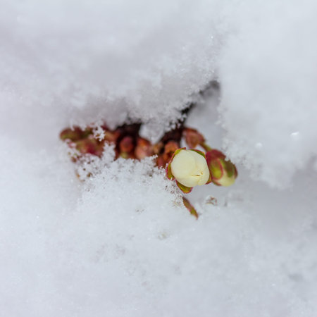 Sprig of blooming cherry plum covered with suddenly fallen snow close-up, bottom view
