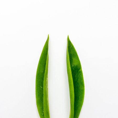 Bunny rabbit ears made of natural green leaves on white background. Easter minimal concept. Flat lay...
