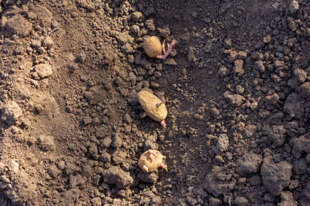 spring planting of potato tubers in ground beds close-upの写真素材