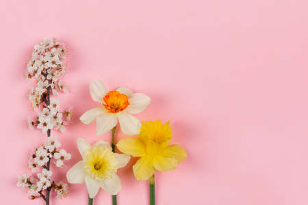 blooming branch and daffodil flowers on pink background with copy spaceの写真素材