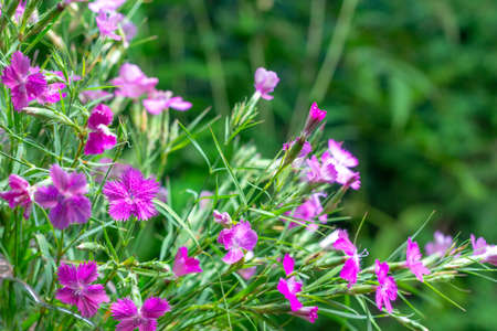 bouquet of wild carnations on a green natural backgroundの写真素材