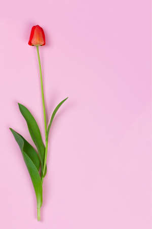 red Tulip flower on pink background with copy spaceの写真素材