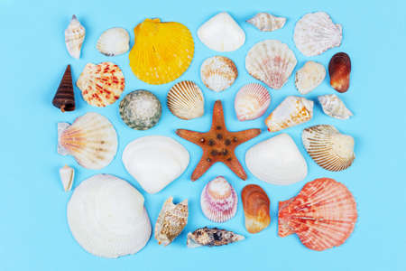 set of seashells and starfish on blue background top view, flat layの写真素材