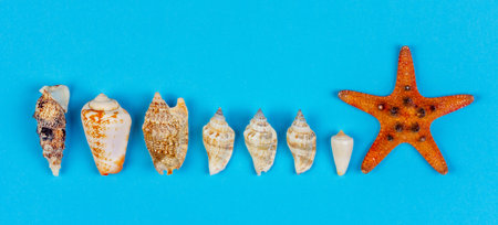 set of seashells and starfish on blue background top view, flat lay