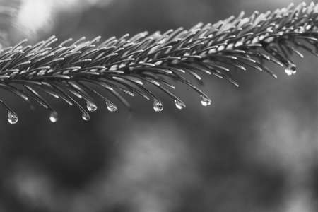 green fir tree branch with water drops on a rainy spring or summer morning on a green natural background, black and white photoの写真素材