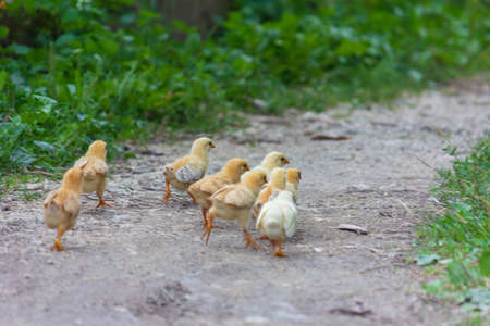 chickens run away along the path on a summer morningの写真素材