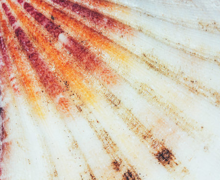 macro photo of the texture of the seashells top view closeup