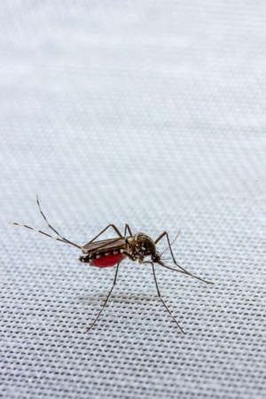 mosquito drunk blood cleans paws close-up with copy spaceの写真素材