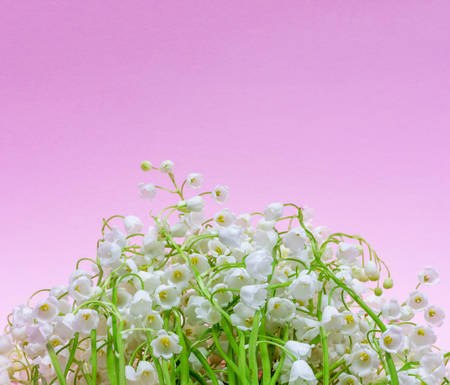 bouquet of Lily of the valley flowers on pink background with copy spaceの写真素材