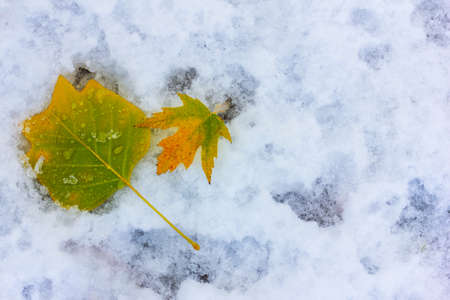 fallen maple yellow leaves on the snow, top view from the copy spaceの写真素材