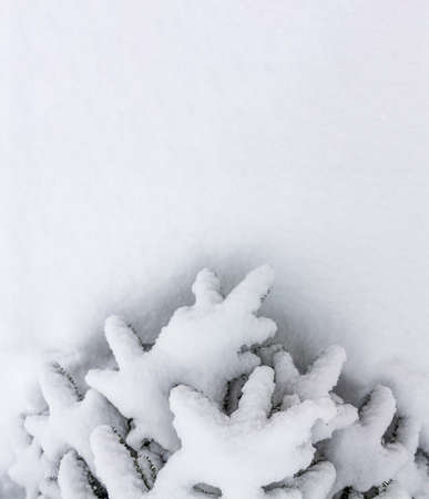 Christmas winter background with a Christmas tree covered with snow on a background of snow cover top view with copy spaceの写真素材