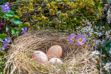 Easter still life with chicken eggs in a nest on the background of branches of flowering willow, primroses and violetsの写真素材