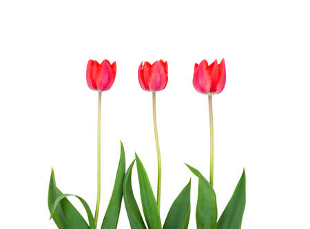 three red Tulip flowers isolated on a white backgroundの写真素材