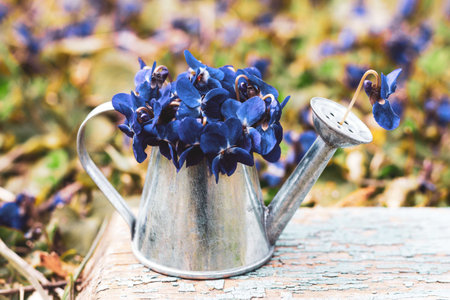a bouquet of blue of forest flowers in a tin watering can on a blue wooden retro board on a flower meadow close-upの写真素材