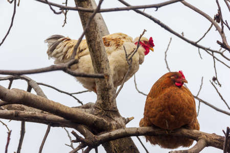 a red hen and a white cock are sitting on the branches of a treeの写真素材