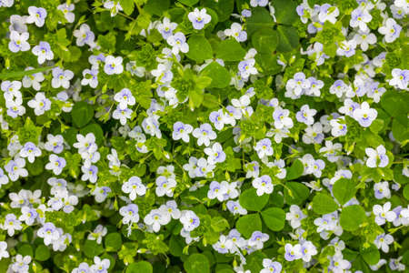 spring background of small blue and white flowers (Veronica persica) on a green meadow, top viewの写真素材