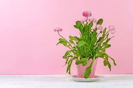 room decorative pink flower marguerite with green leaves in a pink pot on a white wooden table, on a pink background with a copy spaceの写真素材