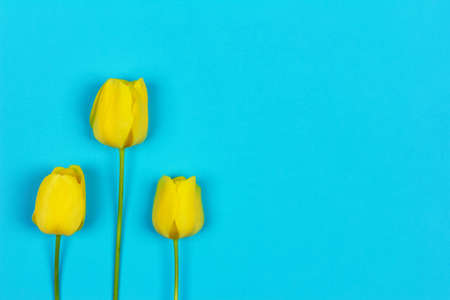 three yellow tulips on a blue background with copy spaceの写真素材