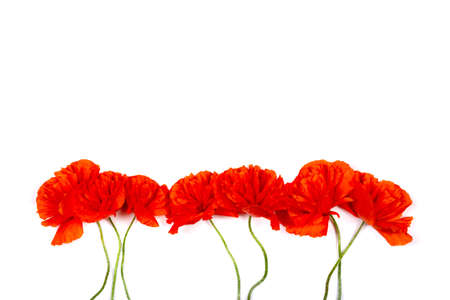 Bouquet of red poppy flowers isolated on white background close upの写真素材