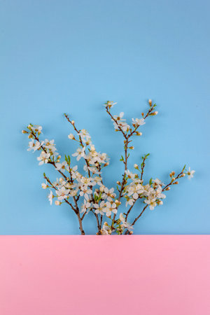 blooming spring branches with white flowers on a blue and pink background with a copy space