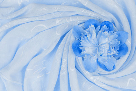peony flower bud on blue fabric, top view with copy space tinting classic blue color