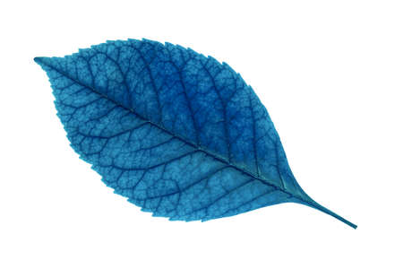 blue leaf isolated on white backgroundの写真素材
