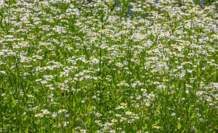 field of blooming chamomile pharmacy close upの写真素材