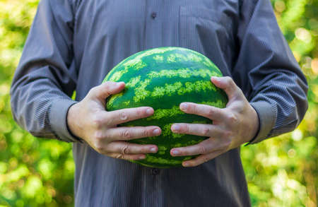 a man holds a ripe green watermelon in his handsの写真素材