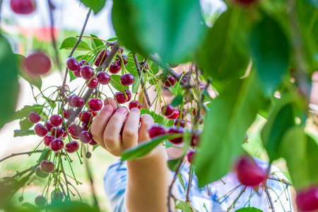 a little girl is plucking ripe cherries from the branches with her handの写真素材