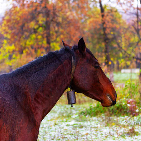 portrait of a brown horse with a bell in the autumn gardenの写真素材