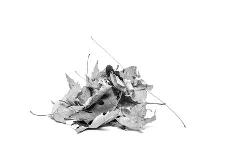 dry maple leaves isolated on a white background, black and white photoの写真素材