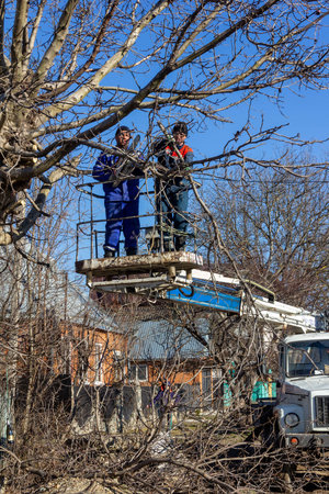 Krasnodar, Russia - March 2, 2020: male electricians cut down tree branches to fix a break in the...