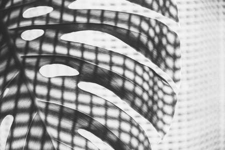 leaf of a tropical monstera plant with curtain shadow black and white photoの写真素材