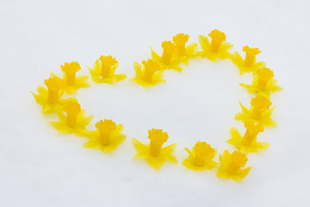 frame of yellow daffodil flower buds in the shape of a heart on a white snow backgroundの写真素材
