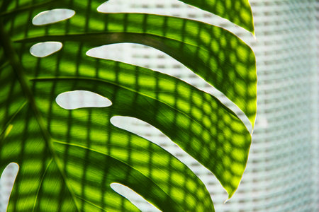 green leaf of a tropical monstera plant with curtain shadowの写真素材