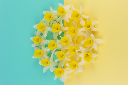 spring background with yellow daffodil flower buds on yellow and blue background top viewの写真素材