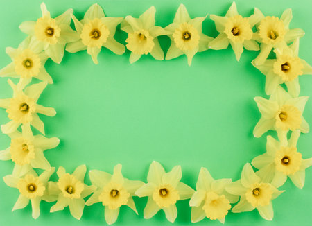 frame of yellow flower buds daffodils on green background with copy spaceの写真素材