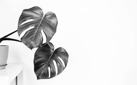 tropical monstera plant in a flower pot on a table against a white wall with a copy space, black and white photoの写真素材