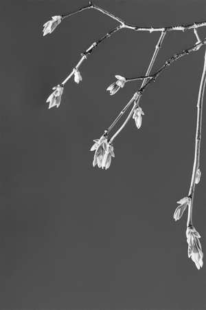 spring branches with young green leaves on a gray background with a copy space, black and white photographyの写真素材