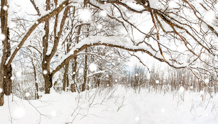 beautiful winter landscape with an oak forest during a snowfall and a path covered with snowの写真素材