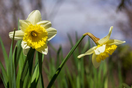flower bed of narcissus flowers on a spring sunny day close-upの写真素材