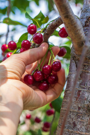 the hand of a woman picking ripe cherries from the branches of a tree on a summer sunny day