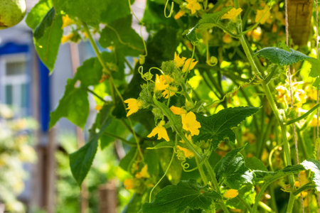 Blooming with yellow flowers, cucumber growing up in the vegetable garden sunny summer morningの写真素材
