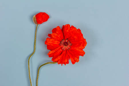 flowers red poppies on blue background closeup top view with copy space flat layの写真素材