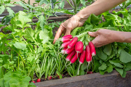 a bunch of ripe radishes in women's hands on the background of a bed of radishesの写真素材