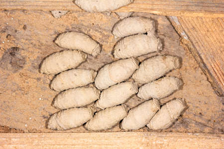 nest with mud wasp (Sceliphron) larvae in mud cocoons on the wall of an old barnの写真素材
